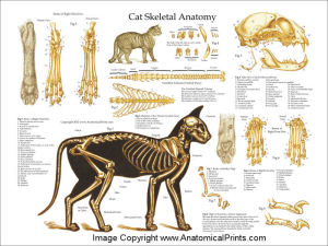 CatAnatomySkeletonWhite1824