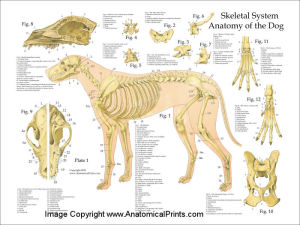 DogAnatomyPoster5Skeleton1824