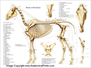 HorseAnatomyBones2012